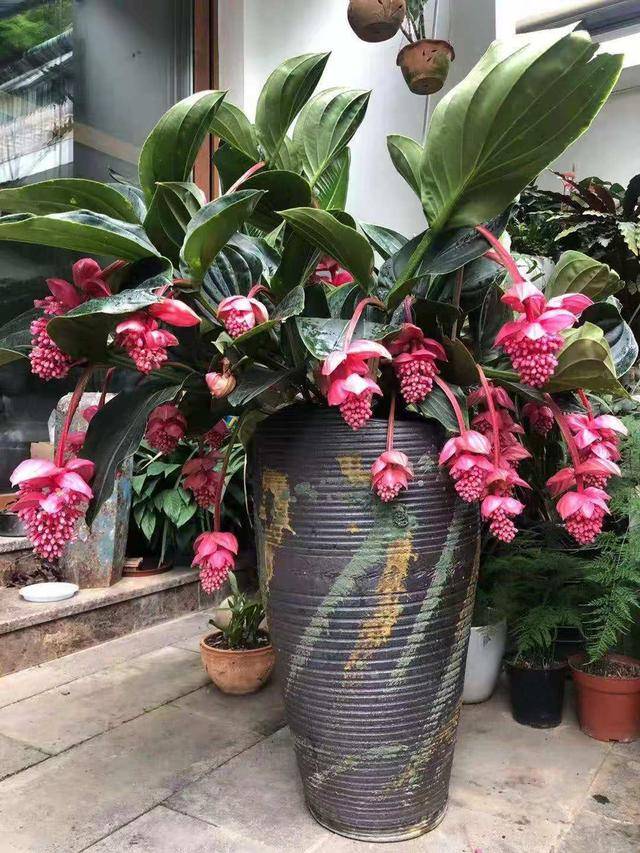 不可多得的"贵气花",有八方来财的好兆头,养在家里大气上档次_花卉