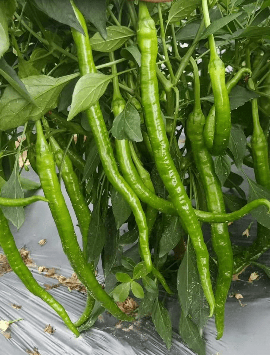 线椒产量与螺丝椒口感的完美结合辣椒种植户一定要试试这个品种