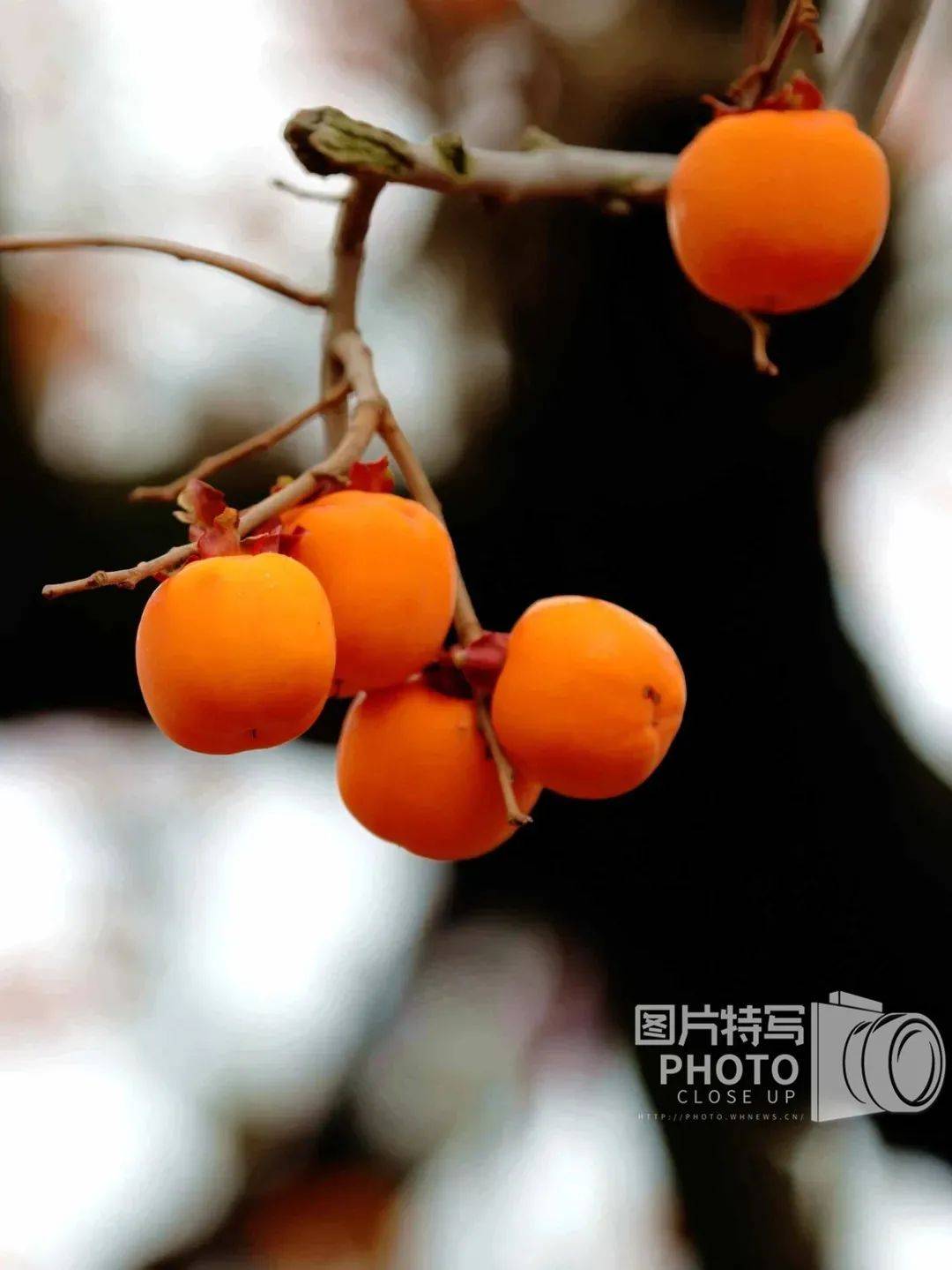 生柿子怎么做成柿子干 cacfc18dc93b48cfaa5d98b3359c3904.jpeg