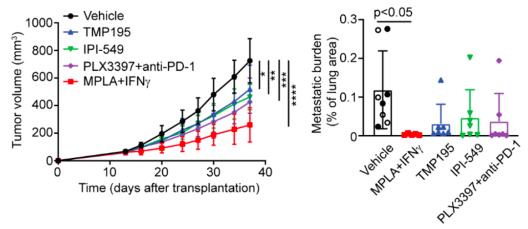 细胞|《细胞》子刊：让叛徒巨噬细胞回炉重造，两种老药提供新抗癌思路！