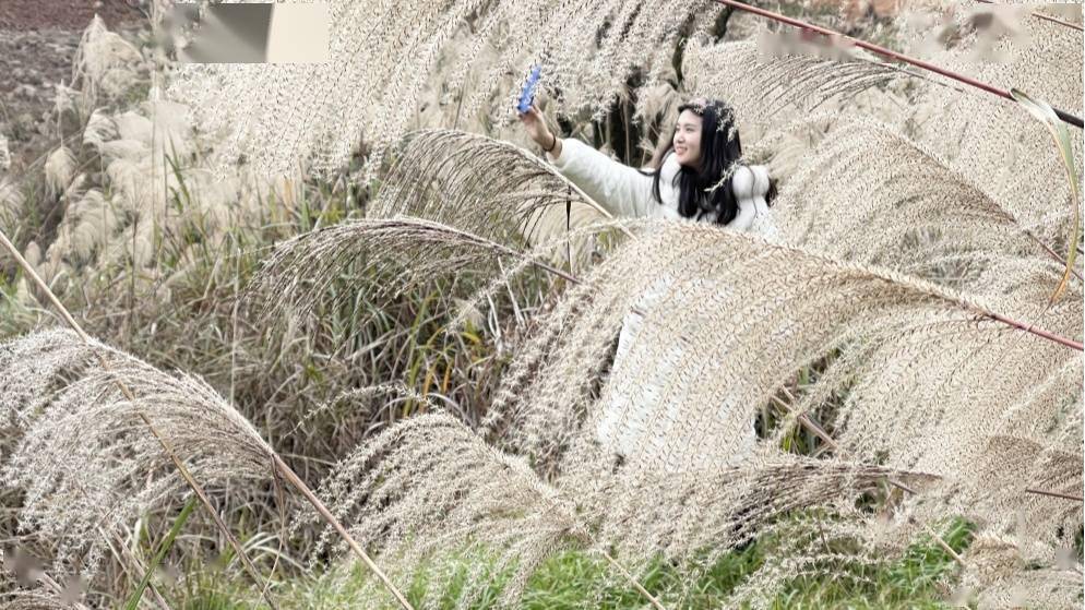 小镇|冬日好“村”光 重庆芒草花海绘就美丽画卷