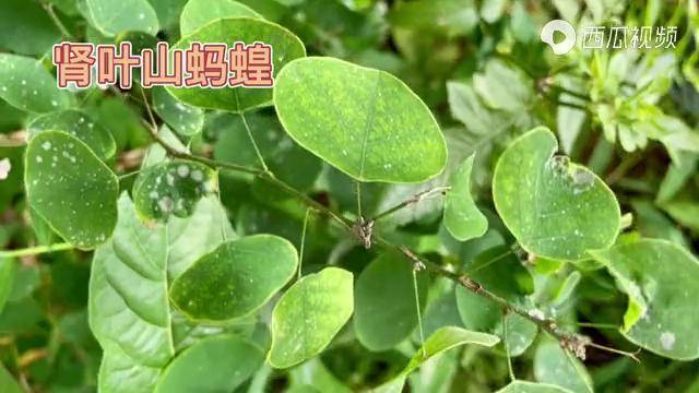 身边的草药412肾叶山蚂蝗治疗泌尿系统疾病的草药