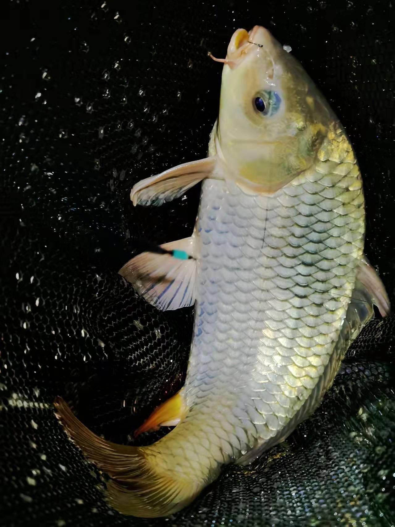 夜战水库长杆深水博巨物钓友负伤禽大鲤