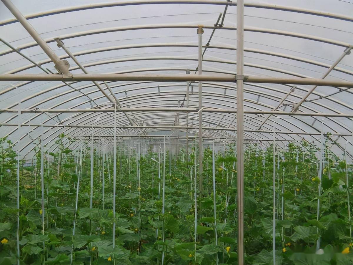 钢架大棚"美都"无籽西瓜绿色高产栽培要点_进行_幼苗_温度