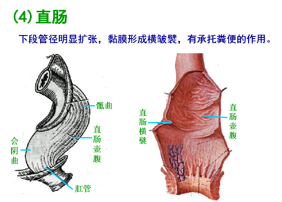 一文搞定消化系统结构与功能