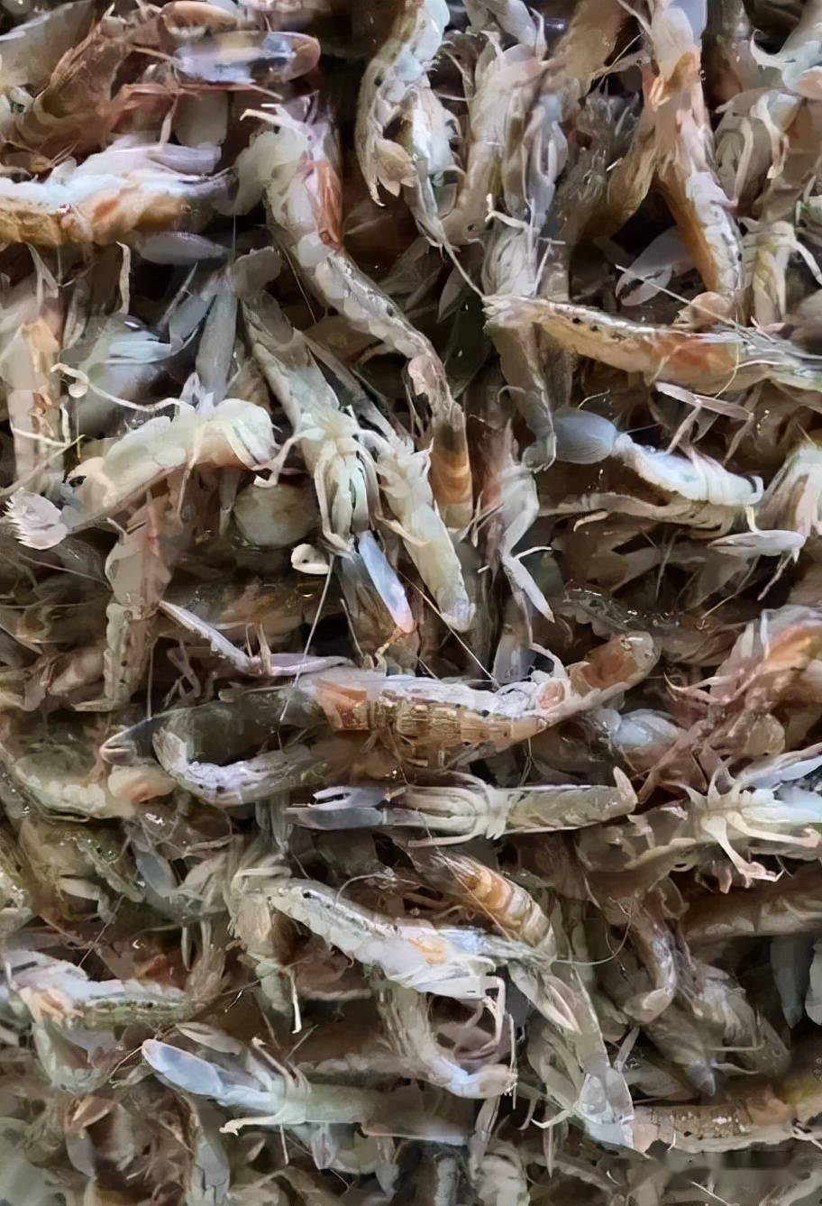 昨天,记者来到龙口市之莱山路某生鲜超市,刚刚拉回来的两筐花豹虾活蹦