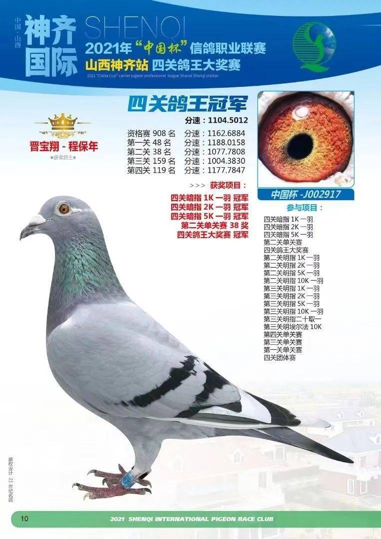 3羽鸽王拍了800万季军鸽更是拍出500万天价