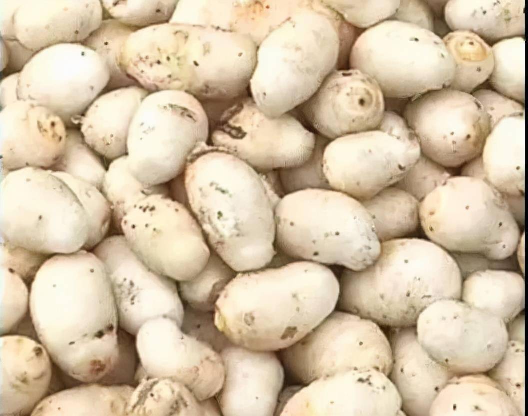 每天学习一味中药——禹白附_白色_常配_温化寒