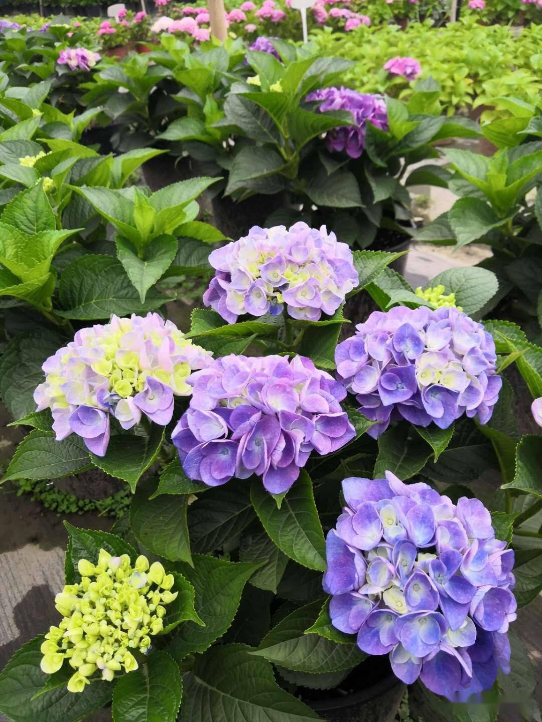 基金项目:绣球史欧尼组培苗盆栽管理技术_叶片_防治_花萼