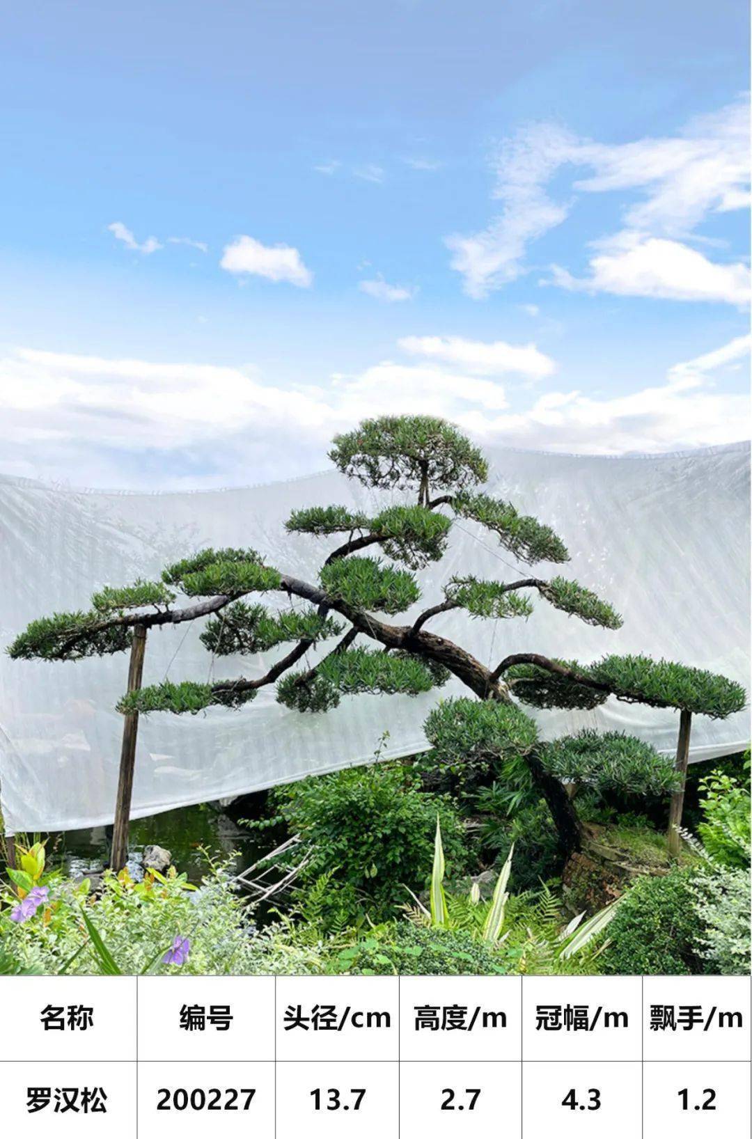 马后花园头径1822公分临水斜飘罗汉松