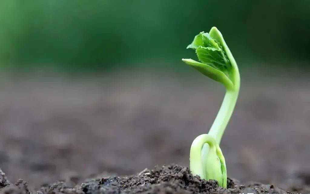 试用一下这4种调节剂