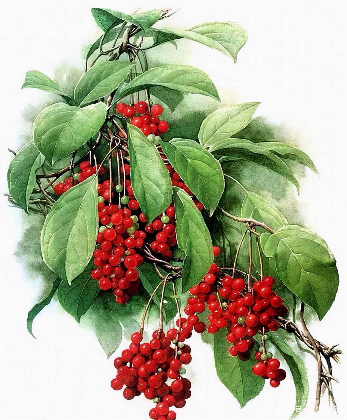 曾孝濂|一辈子做了一件事,画花画鸟_美术家协会_植物_中国