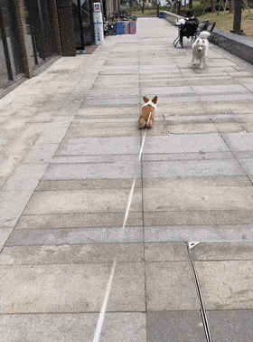 大金原来柯基都是这么打招呼的...哈哈哈这是太怂了,还是太有心机?