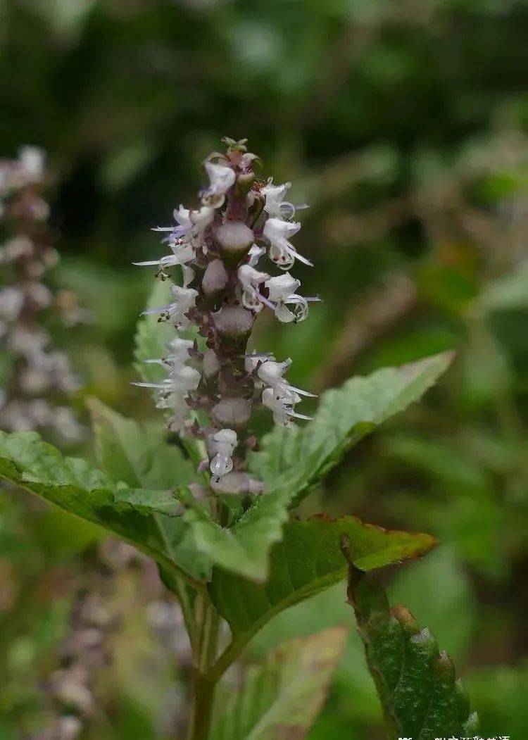 你好大自然第213期凉粉草