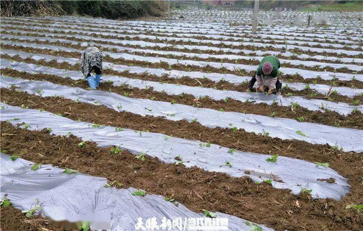 在鄉村振興上開新局織金縣以那鎮訂單蔬菜風險低地無空閒村民樂