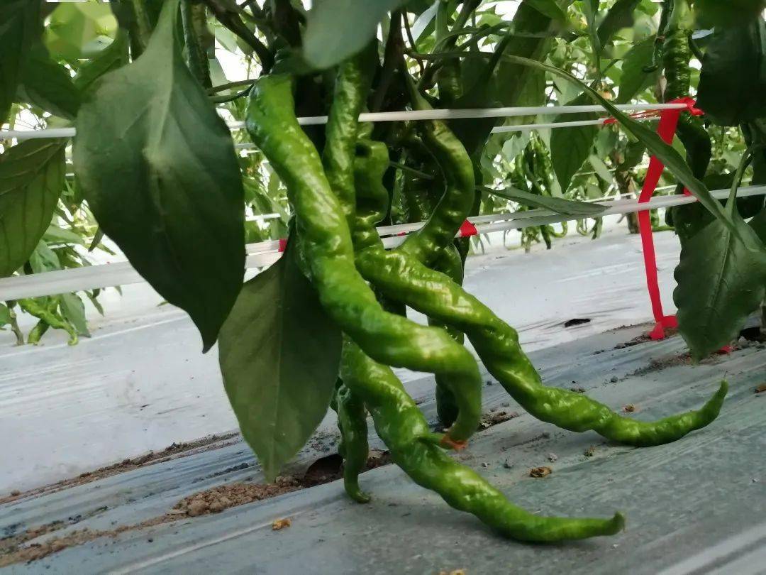 乐峰:辣椒喜丰收 田间好"丰景"_尹宗园_大棚_种植