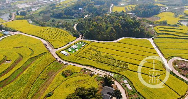 春意渐浓 踏青约酒 江津黄庄5000亩花田里开了一家 大地酒馆 驴友 小白 旅游