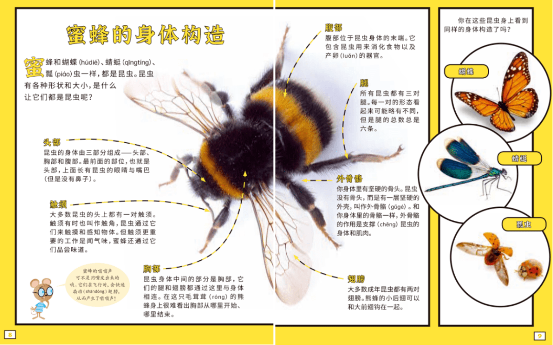 蜜蜂身体结构分解图图片