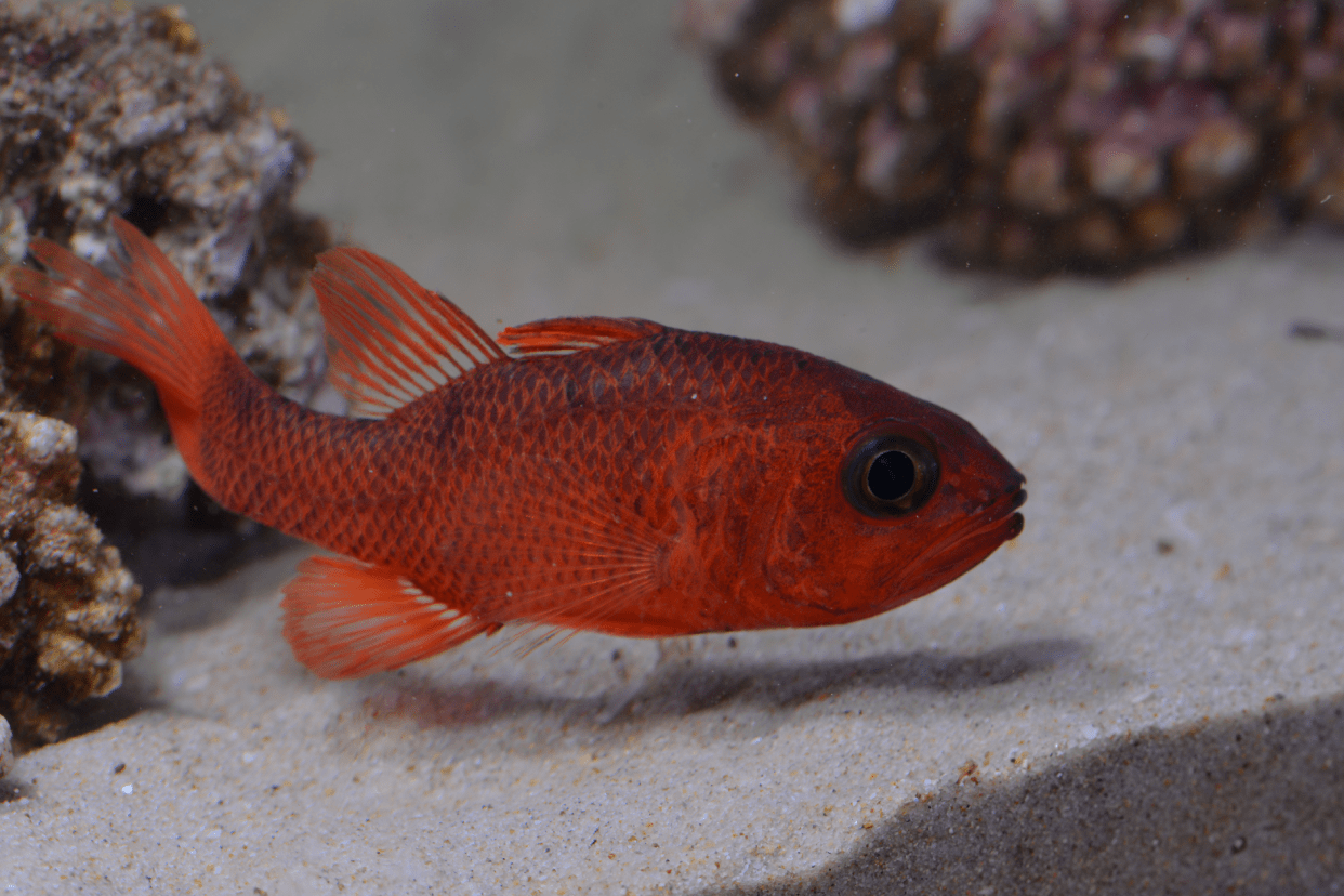 单色天竺鲷养鱼和养娃一样,都会遇到生病的情况.