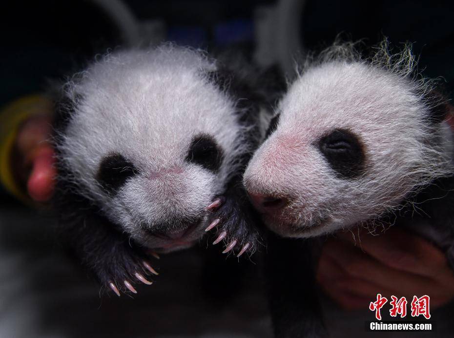 四川阿坝:两对大熊猫双胞胎满月 毛茸茸十分可爱