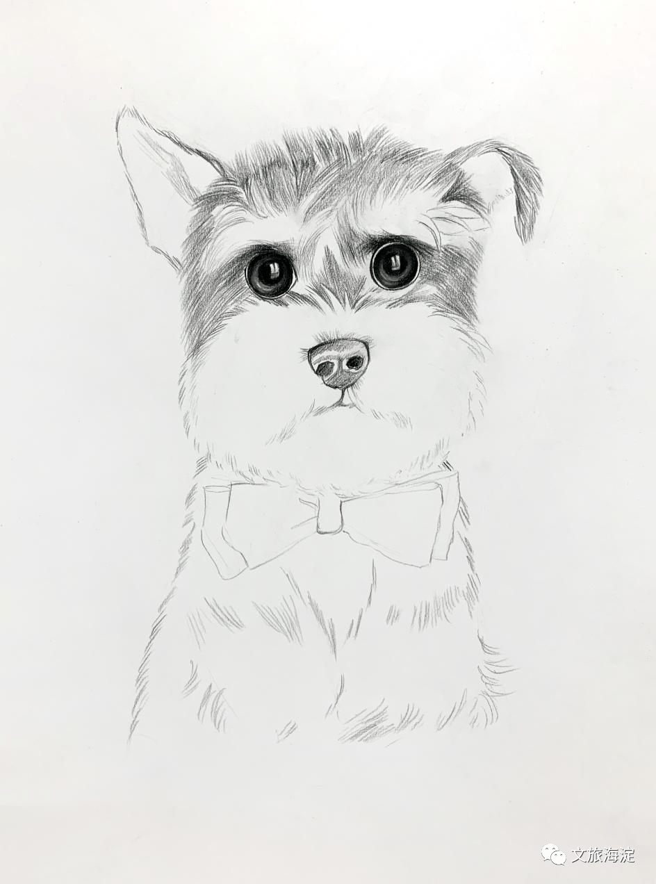 (授课老师:韩慧)1,彩铅课——《雪纳瑞》画法讲解(上)本期推送视频