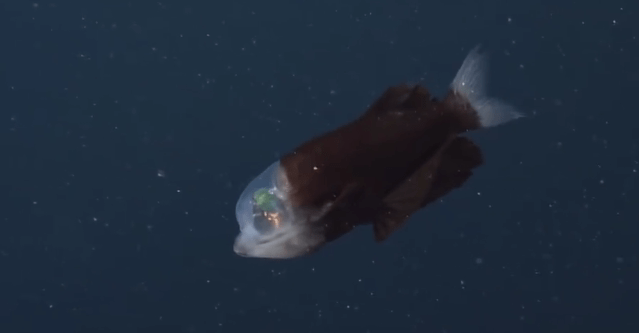 都朝上|美国深海拍到透明脑袋绿眼怪鱼