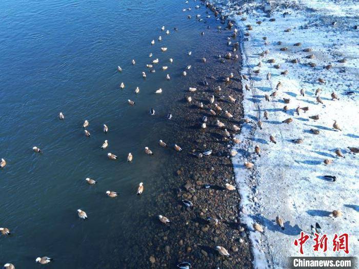 吉林|千鸟飞渡吉林松花江：驻足城市“驿站”悠然自得