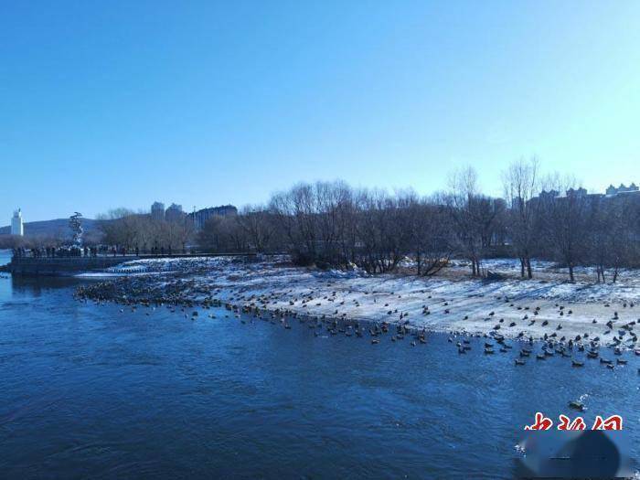 城市|千鸟飞渡吉林松花江：驻足城市“驿站”悠然自得