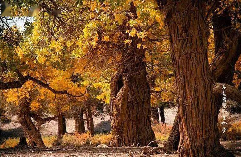 生如胡杨笑对沧桑绝美