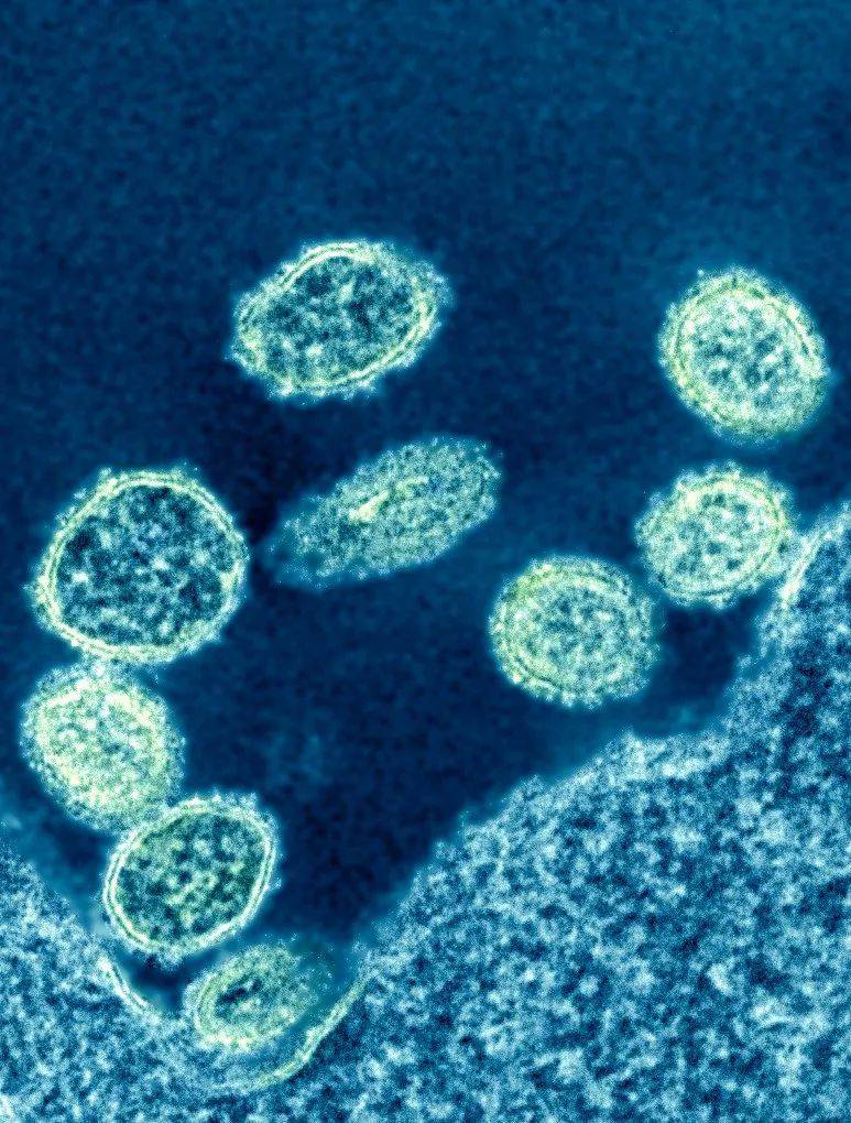 特辑:当世界放大100000倍_病毒_疫情_宿主