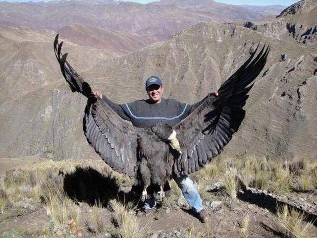 现存最大的鹰图片