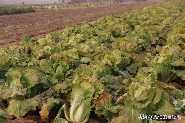 丰县老家 又是一年白菜季 蔬菜 土壤 庄稼