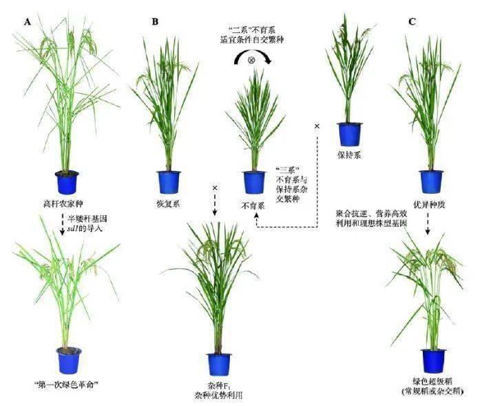 67跨越千年古今水稻有啥不同