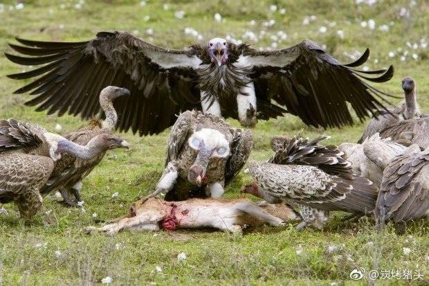 秃鹫吃人全过程 猛禽图片