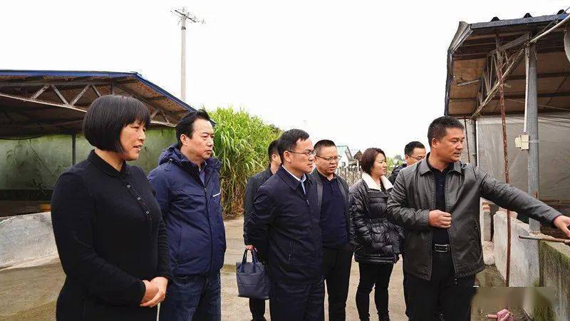 12月12日下午,县委副书记,县长梁元和专题调研芷江鸭产业发展.