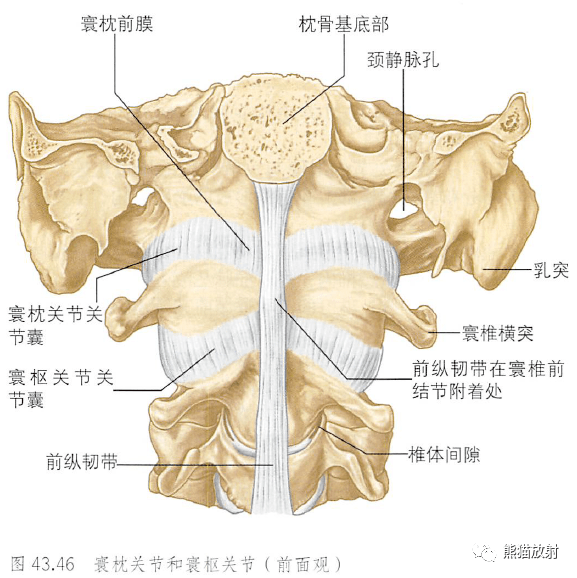 解剖丨脊柱(椎體,椎間盤,韌帶)~_腰椎_基礎_內容