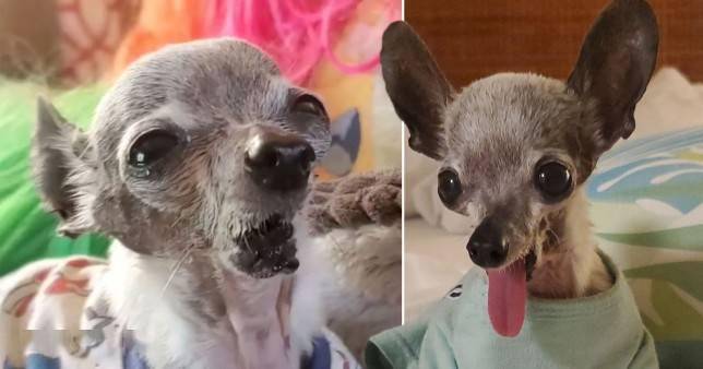 爱唱歌的吉娃娃犬在失去下巴后兴趣不减吸引众多歌迷