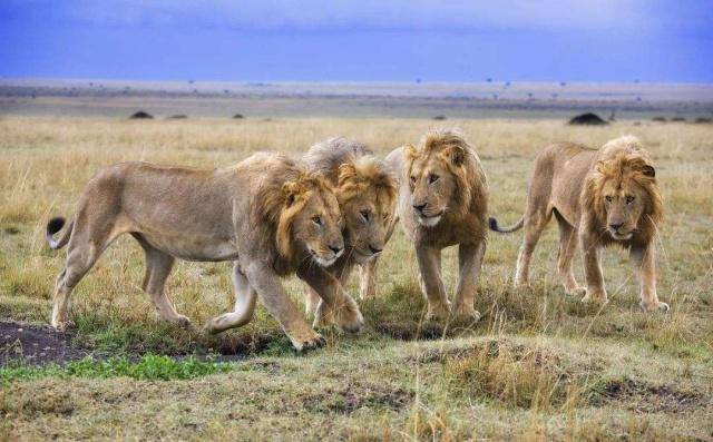 狮子_草原_因为