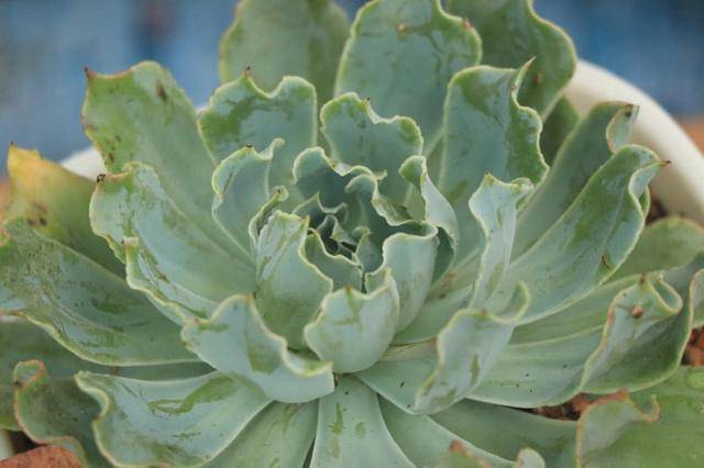 「海啸」景天科拟石莲花属多肉植物,包菜系多肉品种之一_叶片_植株