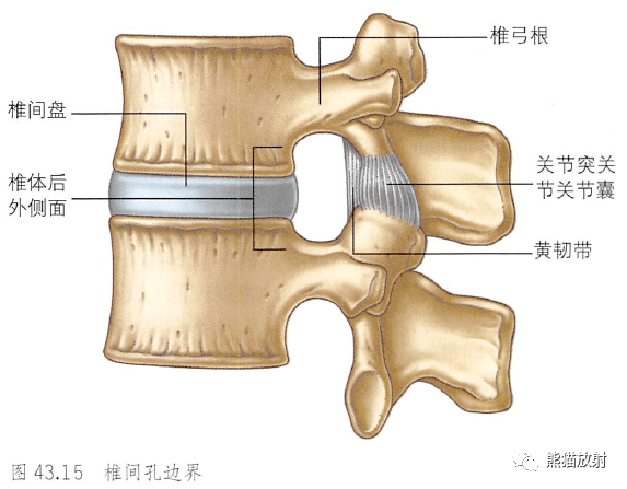 解剖丨脊柱(椎体,椎间盘,韧带)~