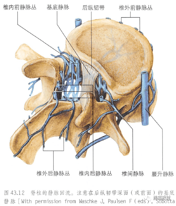 解剖丨脊柱椎体椎间盘韧带