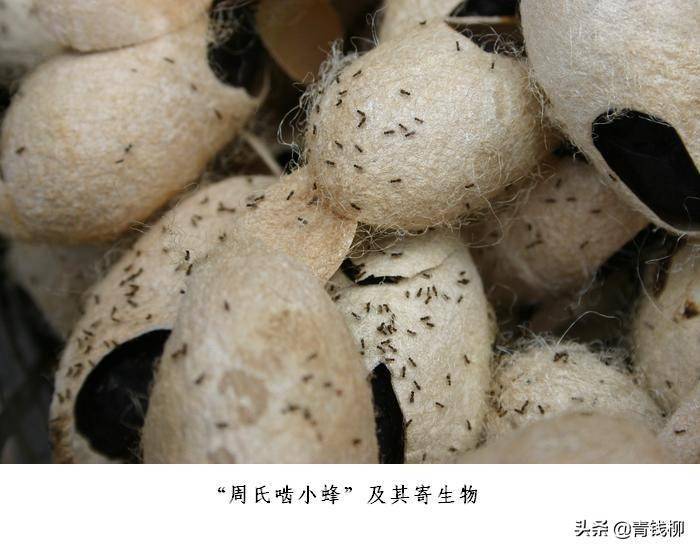 基金项目白蛾周氏啮小蜂的人工繁育技术探索