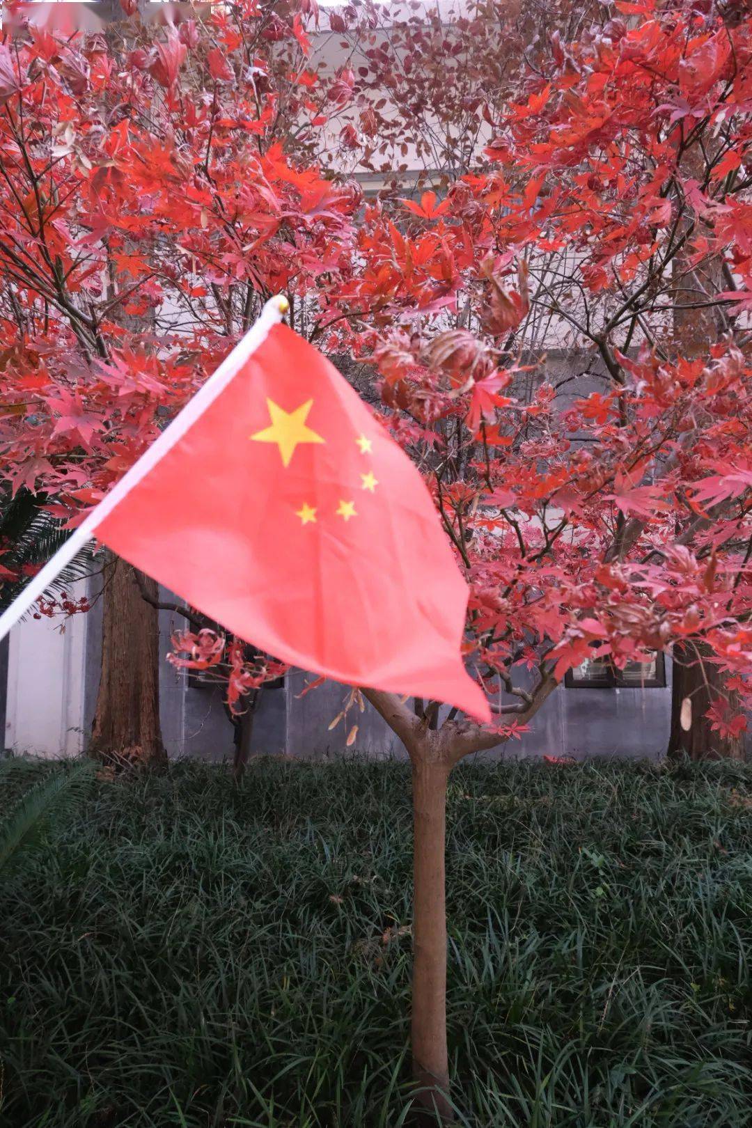 你收到一份彩拍大赛结果通知_国旗_the_prize