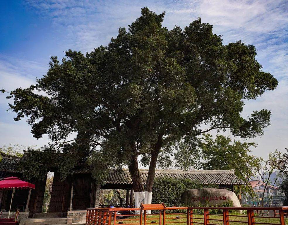 一天到晚一年四季都出彩看三垟湿地演绎极致的水乡温柔