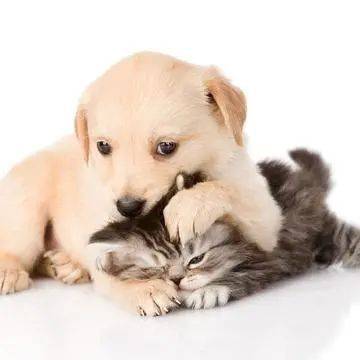 犬猫脊髓炎的诊断与治疗 进行 外伤 消炎