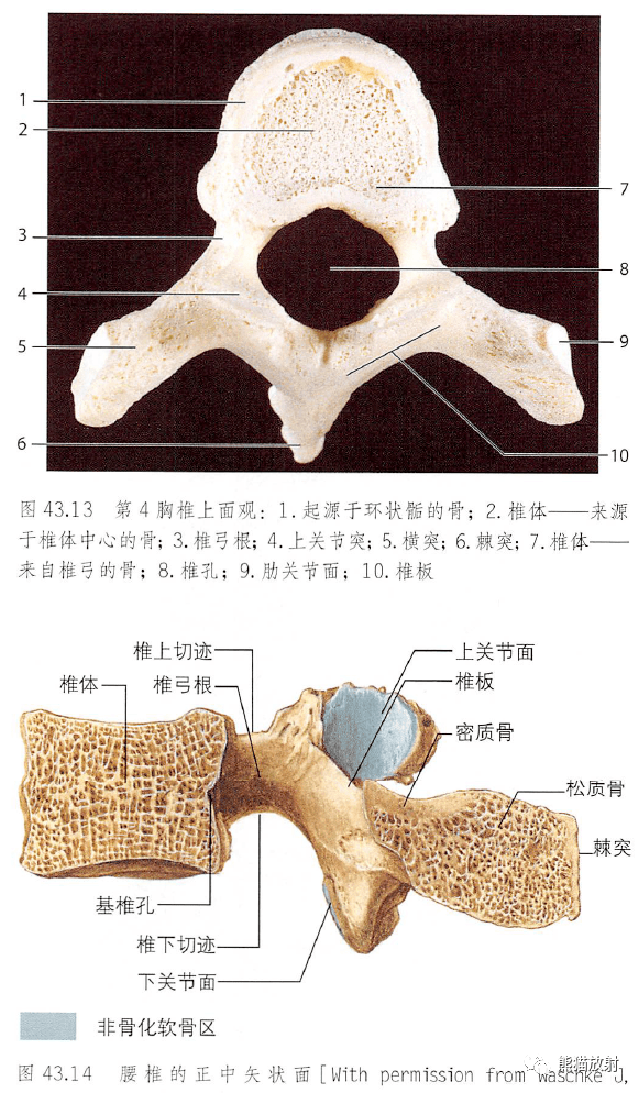 解剖丨脊柱(椎体,椎间盘,韧带)~