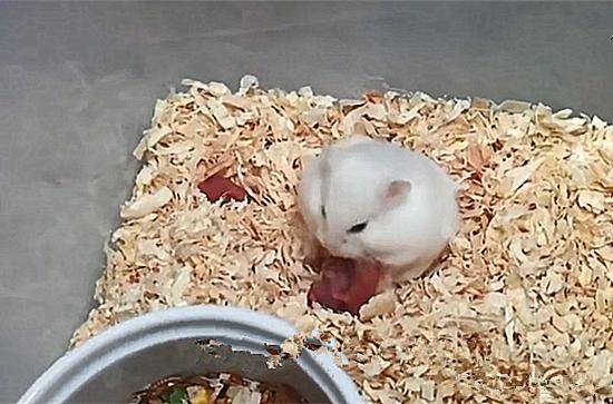 仓鼠们生了10几只幼崽,喂食时却疑惑了:抱着娃在干嘛呢?