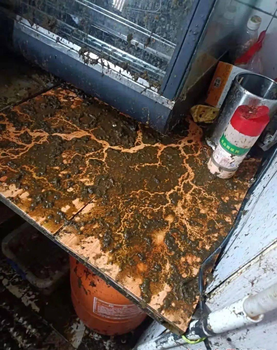 此文慎点南宁一餐饮店遭泼粪臭气熏天监控竟然