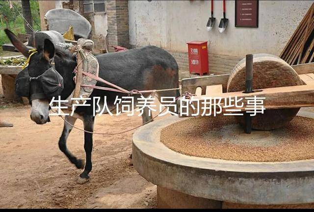 生产队饲养员的那些事_牛屋_饲料_年代