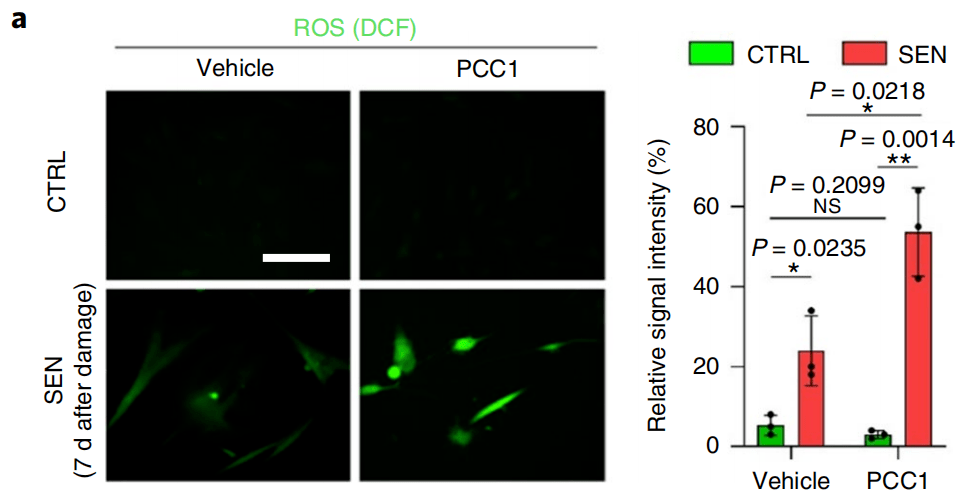 寿命|《自然》子刊：新的给力抗衰分子出现了！中国科学家在葡萄籽中发现原花青素C1，不仅能将小鼠剩余寿命延长64.2%，还能增强化疗效果